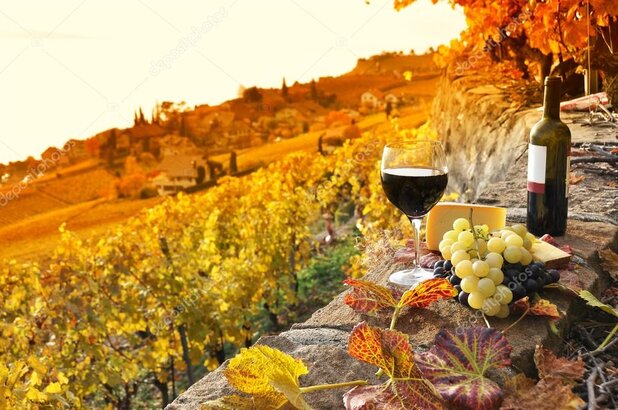 Swiss wine and cheese tasting in vineyard